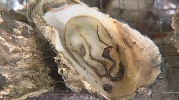 「海無し県」山梨の甲府で“海のミルク”を存分に！　出張カキ小屋　12月25日まで甲府駅北口で開催　|　山梨のニュース | ＵＴＹテレビ山梨