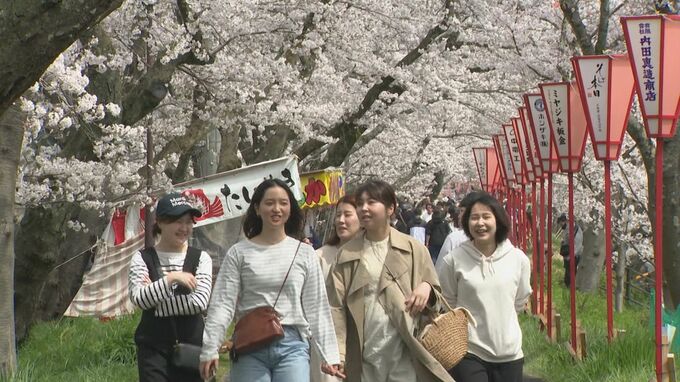 満開はいつ!?　新人桜守が見守る「斐伊川堤防桜並木」日本さくら名所100選「咲いてくれてありがとうございます」　|　BSSニュース | BSS山陰放送