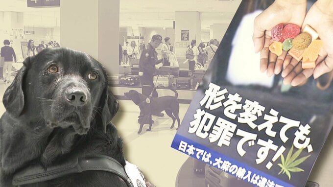 不正薬物の摘発件数が過去最多　那覇空港の水際対策の裏側　麻薬探知犬に10秒で結果が分かる検査機器も|TBS NEWS DIG