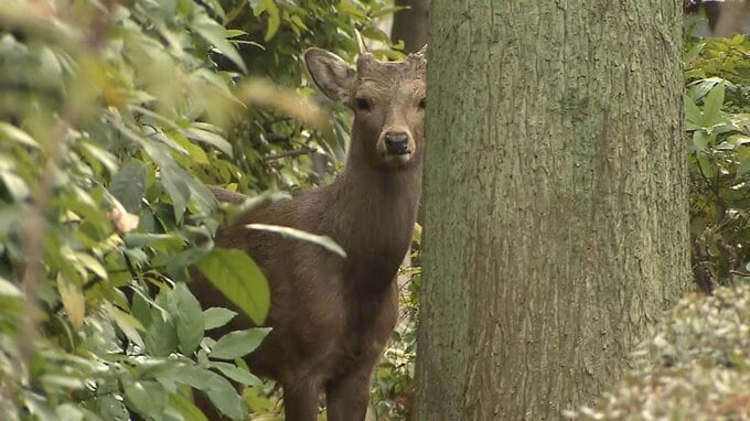 大阪・都島に出没したシカ今後は？　大阪市長「捕獲した場合は有害鳥獣」「奈良公園の鹿と断定は難しい…受け入れ先あれば移送の選択肢も」|TBS NEWS DIG