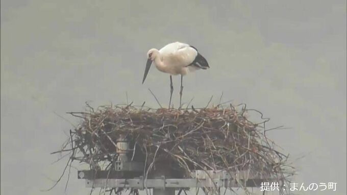 まんのう町でコウノトリのヒナ誕生「一定の距離を保ち静かに見守って」　昨年と同じペア 同じ場所【香川】　|　岡山・香川のニュース | 天気 | RSK山陽放送