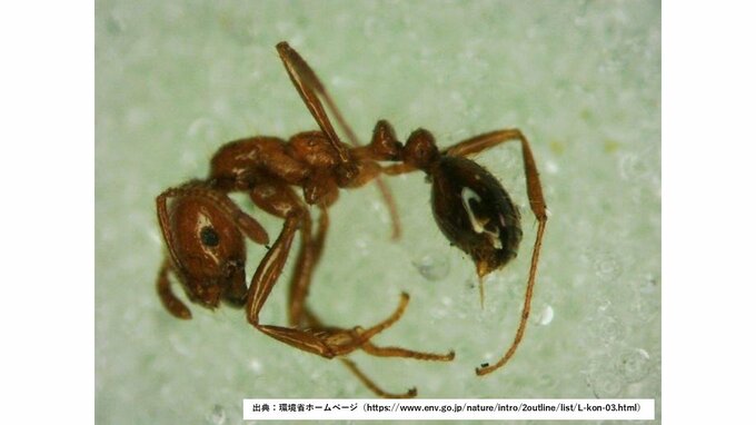 新潟東港で要緊急対処特定外来生物「アカカミアリ」を初確認「見つけた場合は環境省や市町村などに連絡を」新潟県　|TBS NEWS DIG