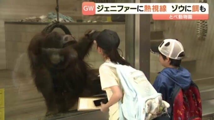 オランウータン「ジェニファー」に熱視線！ ゾウのエサやり体験も  愛媛・とべ動物園|TBS NEWS DIG