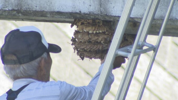 95歳で現役のスズメバチハンター！　わずか15分で駆除の早ワザ　|　山梨のニュース | ＵＴＹテレビ山梨