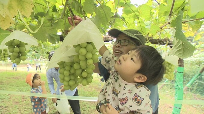 シャインマスカットの収穫体験など　旬のブドウを満喫　山梨・笛吹川フルーツ公園　|　山梨のニュース | ＵＴＹテレビ山梨