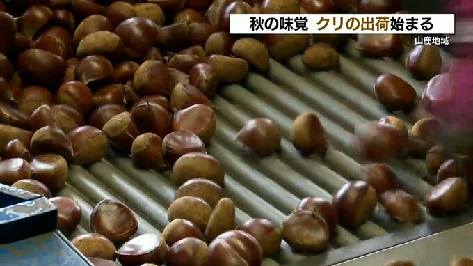 西日本一の生産量】秋の味覚 栗の本格出荷 ８割は和菓子・洋菓子などの