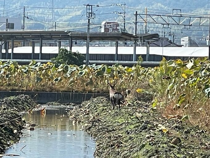 住宅地でシカ相次ぎ目撃　今月19日にも目撃情報　山口・岩国　「大声出さず静かに立ち去って」市注意呼びかけ|TBS NEWS DIG