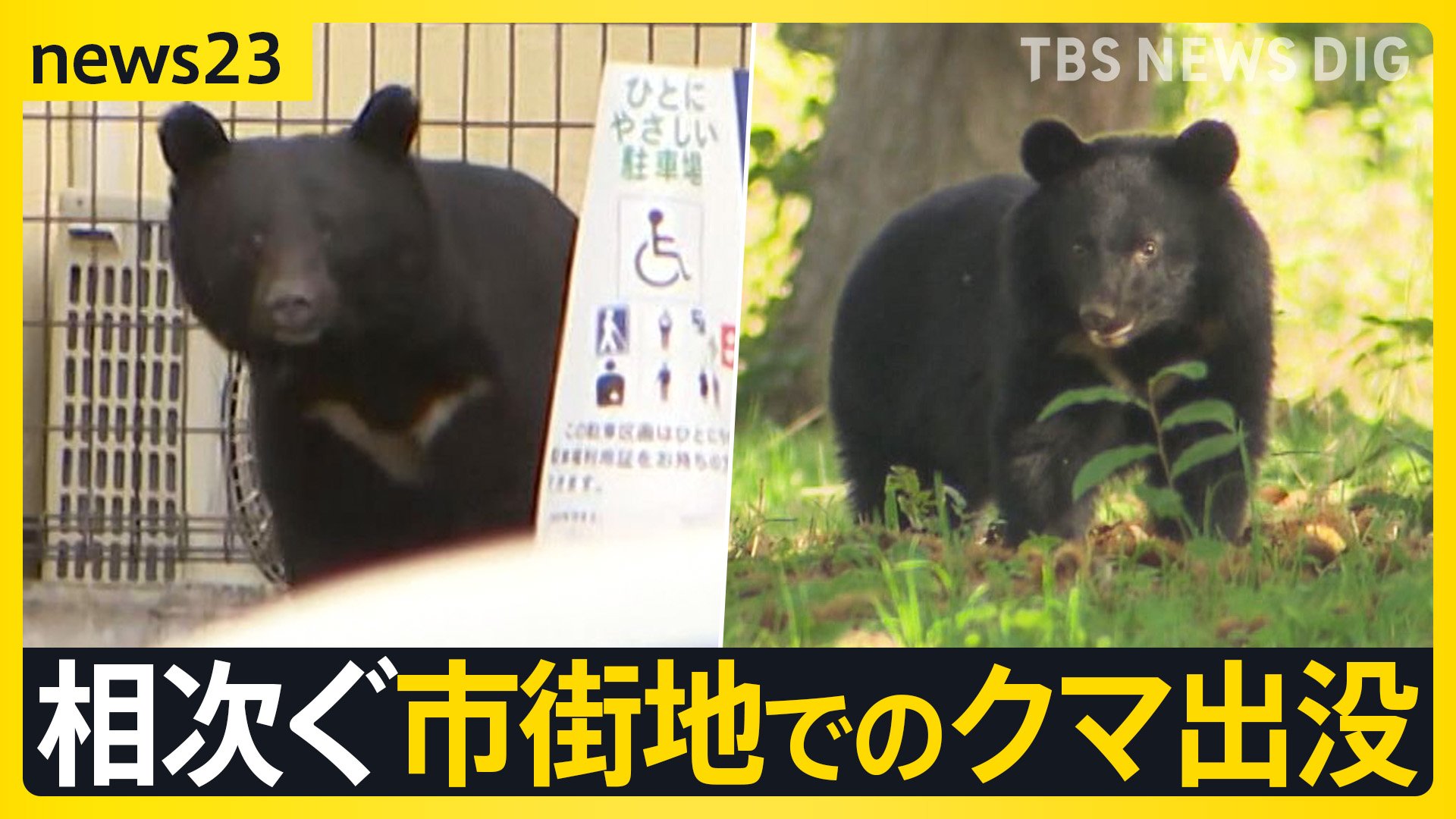 ワナにかかったメスのクマ その周りを子グマが何度も… 相次ぐ市街地で