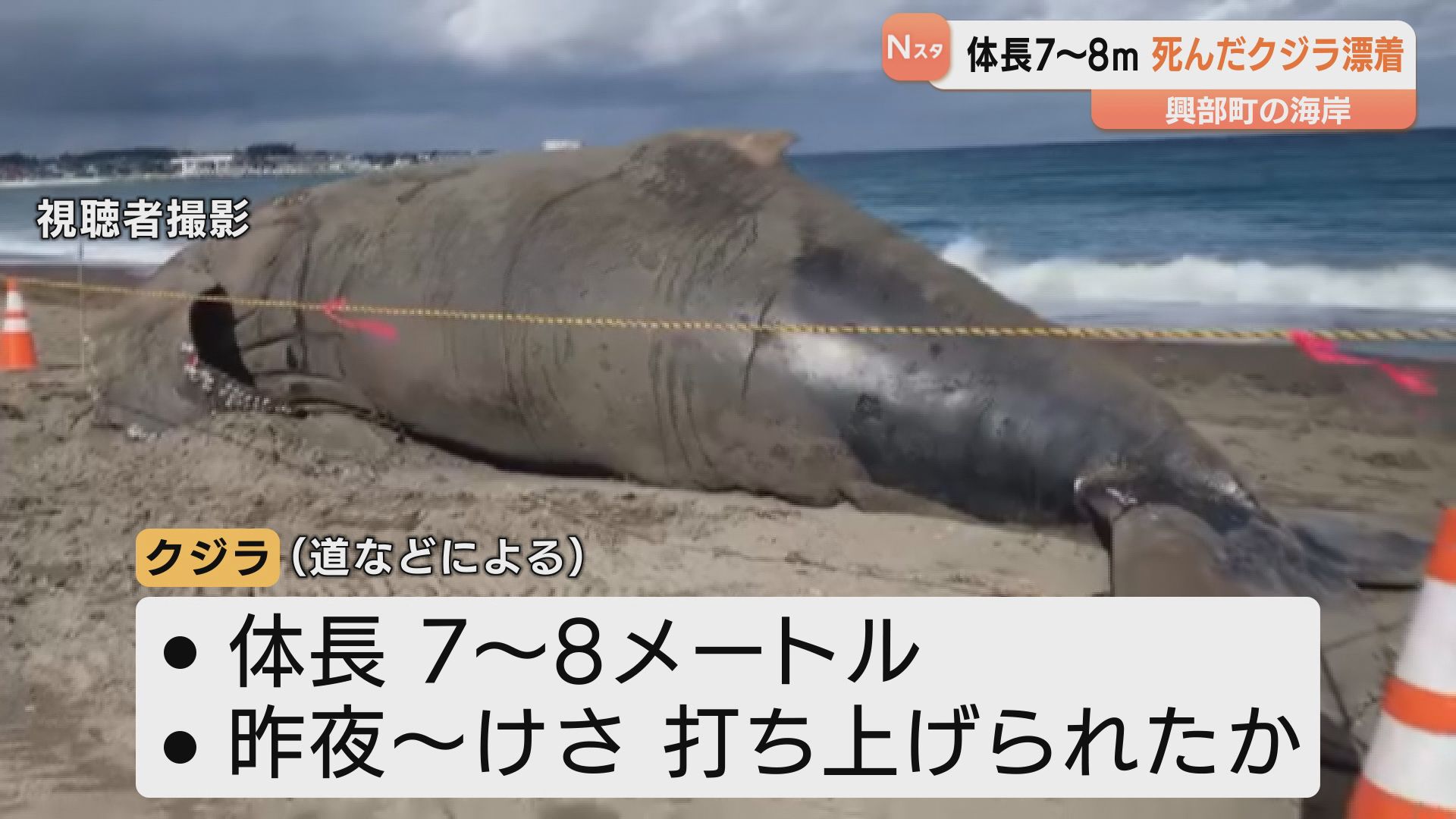 北海道興部町の海岸にクジラ漂着 体長7～8メートルほど 18日夜から19