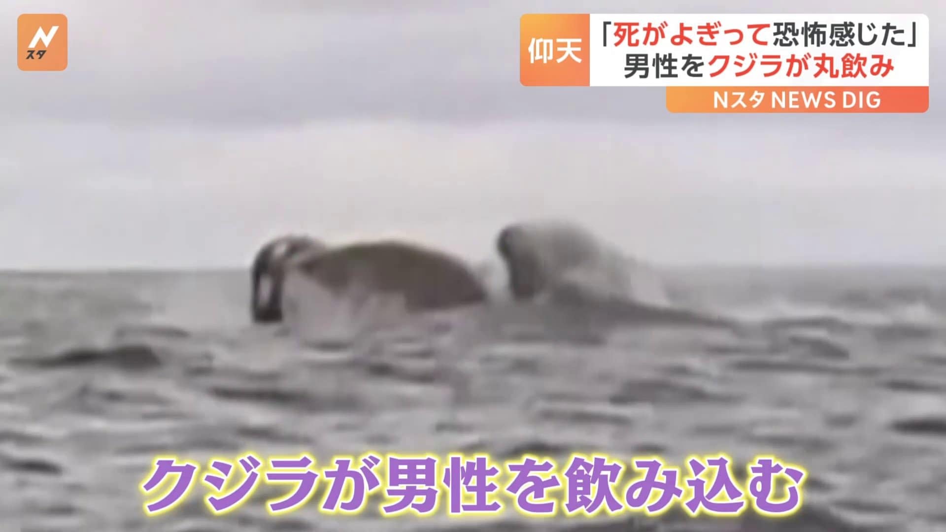 チリの海でカヤックを楽しむ男性に悲劇が！ クジラが大きな口を開けて