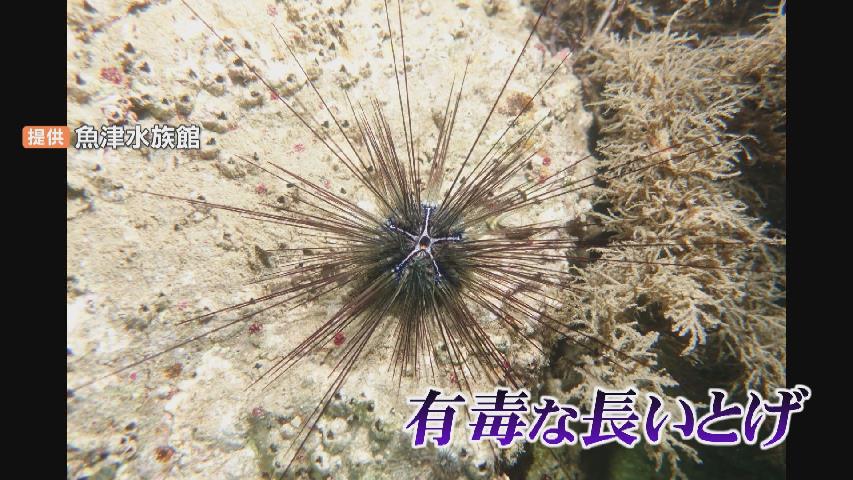 富山湾で越冬していた“南方系”のウニ…潜水調査から見えてきた海の変化
