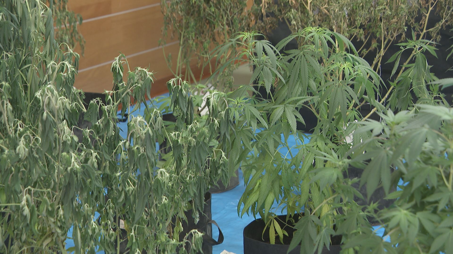 大麻営利目的栽培か　３人目のベトナム人技能実習生を逮捕