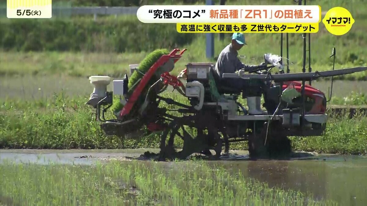 高温に強く収量も多い 関係者は“究極のコメ”に期待 新品種「ZR1」の