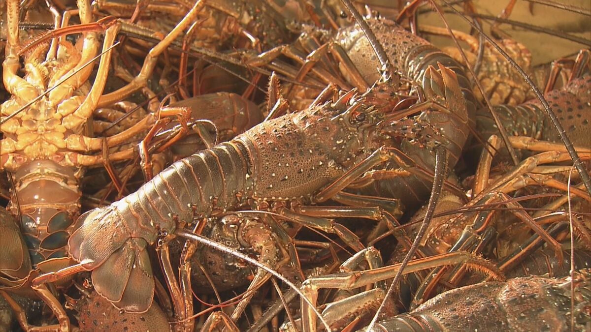 “伊勢エビ”今シーズン初水揚げ 「これだけ少ないと超高級食材に…」 海水温上昇などで漁獲量減少 三重・和具漁港