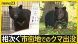 ワナにかかったメスのクマ　その周りを子グマが何度も…　相次ぐ市街地でのクマ出没　秋田で4人襲われけが【news23】|TBS NEWS DIG