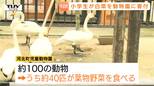 1日に白菜2玉分を鳥だけで消費!?「寄付がゼロになったら園がなくなる…」動物園の新たな支え手は小学生!白菜について学び、種から育てる(山形・河北町)|TBS NEWS DIG