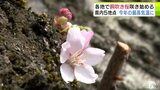 春めく陽気で“ポカポカ”の青森県　5つの観測地点で2025年の最高気温を観測　青森市と十和田市では「胴吹き桜」ほころぶ|TBS NEWS DIG