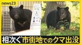 ワナにかかったメスのクマ その周りを子グマが何度も… 相次ぐ市街地でのクマ出没 秋田で4人襲われけが【news23】|TBS NEWS DIG