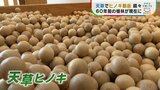 60年前からの贈り物「天草ヒノキ」が地方を活性化させる 未来へつながる木の香り | 熊本のニュース|RKK NEWS|RKK熊本放送