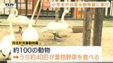 1日に白菜2玉分を鳥だけで消費!?「寄付がゼロになったら園がなくなる…」動物園の新たな支え手は小学生！白菜について学び、種から育てる（山形・河北町）　|　山形のニュース│TUYテレビユー山形
