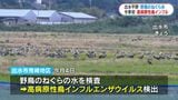 出水市で野鳥のねぐらの水から高病原性鳥インフルエンザ検出 鹿児島県内では今季初 |TBS NEWS DIG