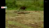 【映像あり】暗がりを疾走する黒い影 仙台市の住宅地で”イノシシ”出没 | 宮城のニュース│tbc NEWS│tbc東北放送