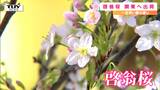 一足早い春の便り! 冬に楽しめる桜『啓翁桜』の出発式 今年は良い質に(山形・西川町) | 山形のニュース│TUYテレビユー山形