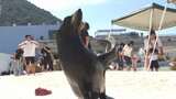 うみたまご「あそびーち」2倍の広さへ 開業20周年「動物と友達になる」水族館へ 大分 | 大分のニュース|OBS NEWS|大分放送