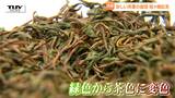 【動画】一時は失われるも復活! "松ヶ岡茶" の茶葉の摘み取りが最盛期 復活させた人々の思いと紅茶の歴史とは(山形・鶴岡市) | 山形のニュース│TUYテレビユー山形