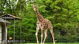 1歳の誕生日から1か月たらずで天国へ 来場者への神対応で人気だったアミメキリンの「マリン」 富山市ファミリーパーク|TBS NEWS DIG