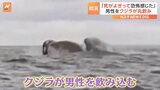 チリの海でカヤックを楽しむ男性に悲劇が！　クジラが大きな口を開けて水面へ　男性はそのまま口の中に！ 「死がよぎって、恐怖を感じた」|TBS NEWS DIG