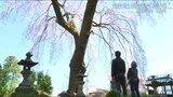 古刹に佇む樹齢200年を超える“しだれ桜” 新潟県上越市寺町 | 新潟のニュース・天気|BSN NEWS|BSN新潟放送