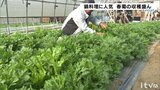 鍋料理に欠かせない!春菊の収穫盛ん | 愛媛のニュース - Nスタえひめ|あいテレビは6チャンネル