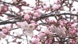 奥州市で2025年より6日早いサクラ開花宣言 水沢公園では桜まつり始まる 岩手|TBS NEWS DIG