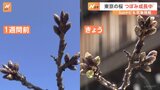 【さくら開花予想】東京は3月22日　横浜は23日 熊谷は24日 宇都宮は28日 【SUNトピ】|TBS NEWS DIG