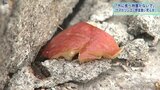 家の中のリンゴ約20個を食べる 住民就寝中にクマが玄関から侵入 岩手・紫波町 |TBS NEWS DIG