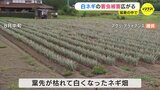 枯れて白くなったネギ畑　“新系統の害虫” の被害広がる　ネギ生産減･出荷遅れ　猛暑の中で何が起きた　|　RCC NEWS | 広島ニュース | RCC中国放送