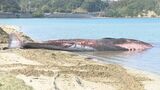 クジラ重すぎて25トンクレーンで持ち上がらず…打ち上げられたクジラの埋設作業中断　山口県長門市　|　山口のニュース・天気・防災｜tys NEWS｜ｔｙｓテレビ山口