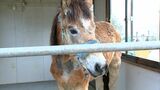 「この山にいた。もうホッとしています」逃げ出した馬、夜明けに登山道で無事見つかる【香川】 | 岡山・香川のニュース | 天気 | RSK山陽放送