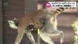 GW直前 赤ちゃん誕生 名物イベントと遊具再開と盛りだくさんの宮崎市フェニックス自然動物園 | MRTニュース | MRT宮崎放送