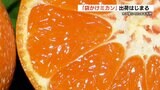 袋掛けミカンの出荷始まる 東京の百貨店などでは1個200円から300円 熊本・苓北町 | 熊本のニュース|RKK NEWS|RKK熊本放送