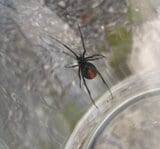 側溝でセアカゴケグモ 近隣住民が発見し殺虫剤で駆除 雌1匹 周辺では2年前にも確認 広島県三原市|TBS NEWS DIG