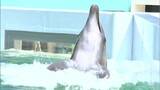 “新屋島水族館”リニューアル工事へ 2025年4月7日から一時休館 2027年春ごろの完成を目指す【香川・高松市】|TBS NEWS DIG