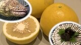 “タタキで食べたのが最初”「海のギャング」ウツボ料理の発祥は…?「土佐文旦」と「ウツボ料理」楽しむイベント【高知】 | 高知のニュース・天気|KUTV NEWS | KUTVテレビ高知