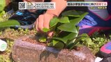 病気で一部が枯れた群生林のヤブツバキ　萩市の地元児童が苗を育てる作業開始|TBS NEWS DIG