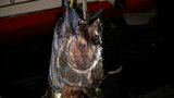 クロマグロ漁獲枠1.5倍に 市場価格は安くなる? 有数の漁獲量誇る漁協や市場の関係者の見方 | 福岡のニュース|RKB NEWS|RKB毎日放送