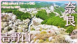 一目千本!世界遺産吉野山の桜 奈良県・吉野町【JNN sakuraドローンDIG 2023】|TBS NEWS DIG