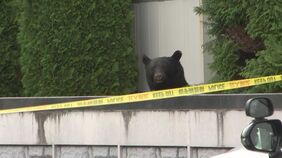 【速報】盛岡市の原敬記念館敷地内に居座っていたクマ およそ4時間居座った後、麻酔を打って捕獲|TBS NEWS DIG