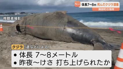 クジラ 2017トンガweek2 クジラの小太朗とホホジロくん、出産間際のクジラ