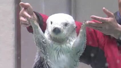 ラッコの「メイちゃん」21歳の誕生日 人間なら約90歳 カニやホタテの